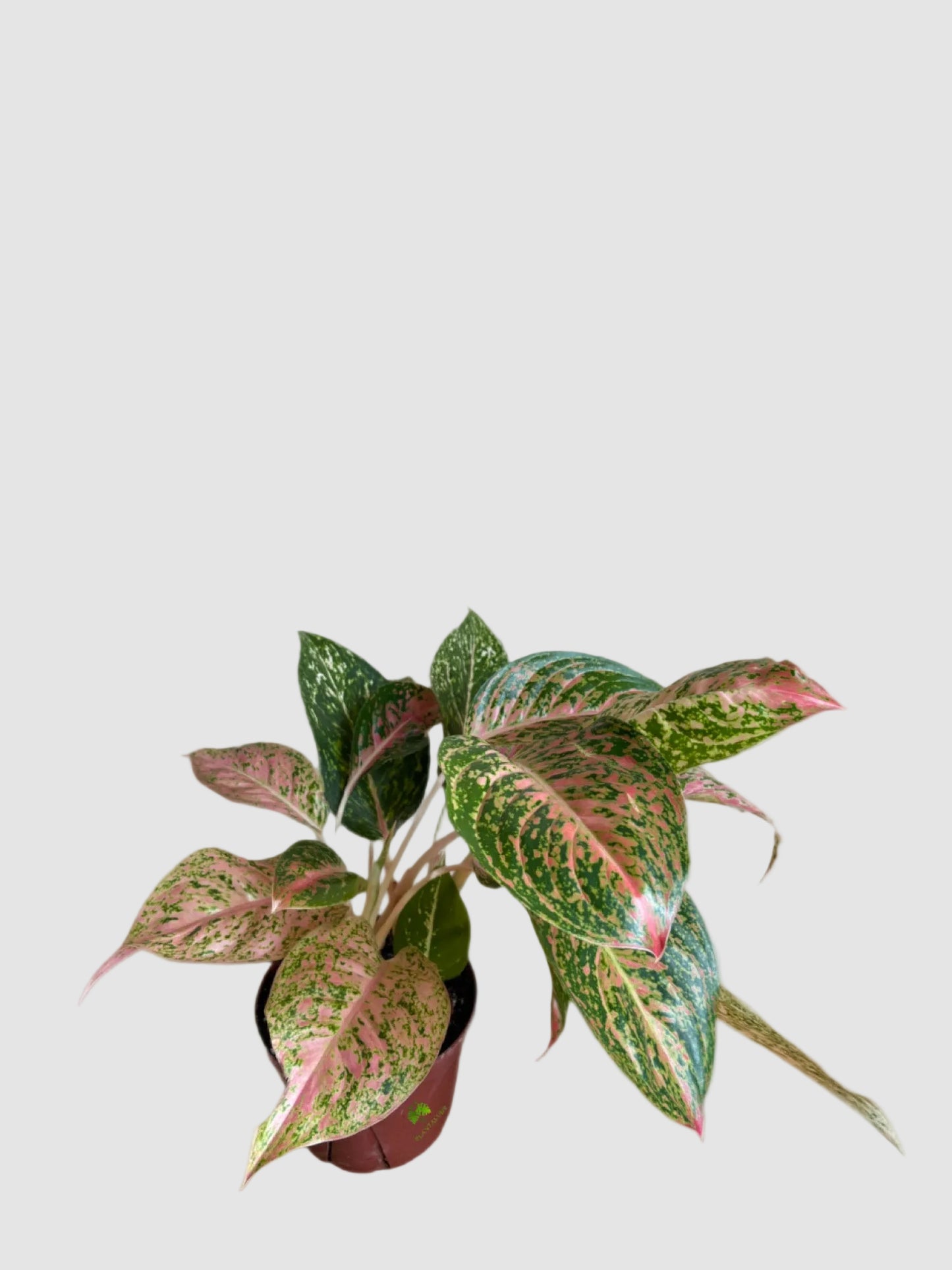 Aglaonema Cleopatra – Pink & Green Chinese Evergreen