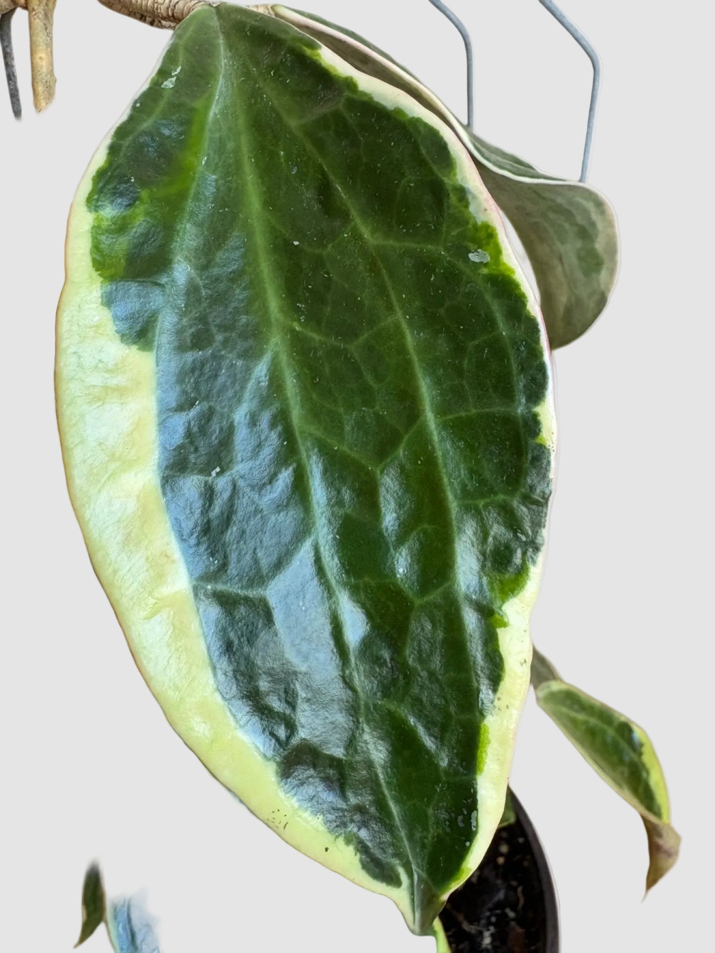 Hoya Macrophylla Variegated – Rare Variegated Hoya Plant