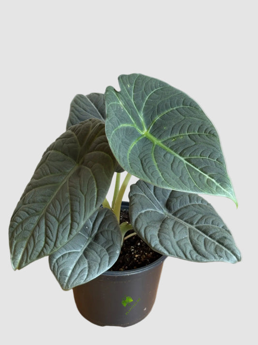 Alocasia Maharani (Grey Dragon) – Rare Textured Alocasia Plant