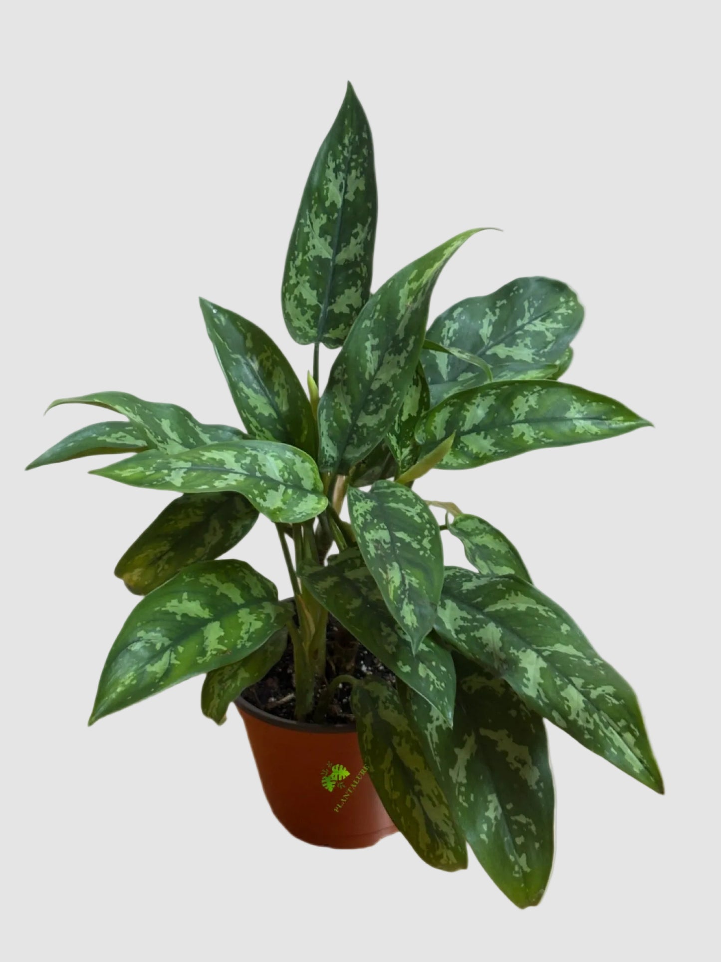 Aglaonema Maria 'Emerald Beauty' - Chinese Evergreen