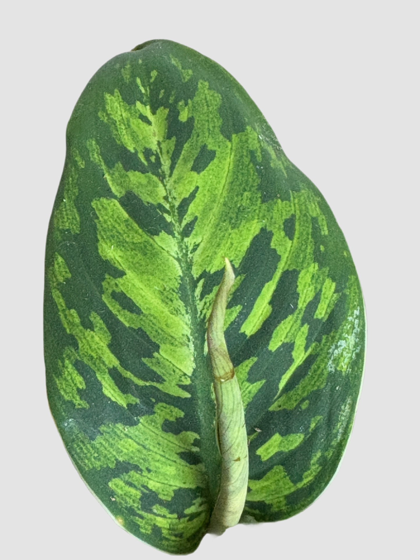 Homalomena 'Camouflage' – Tropical Camouflage Foliage Plant