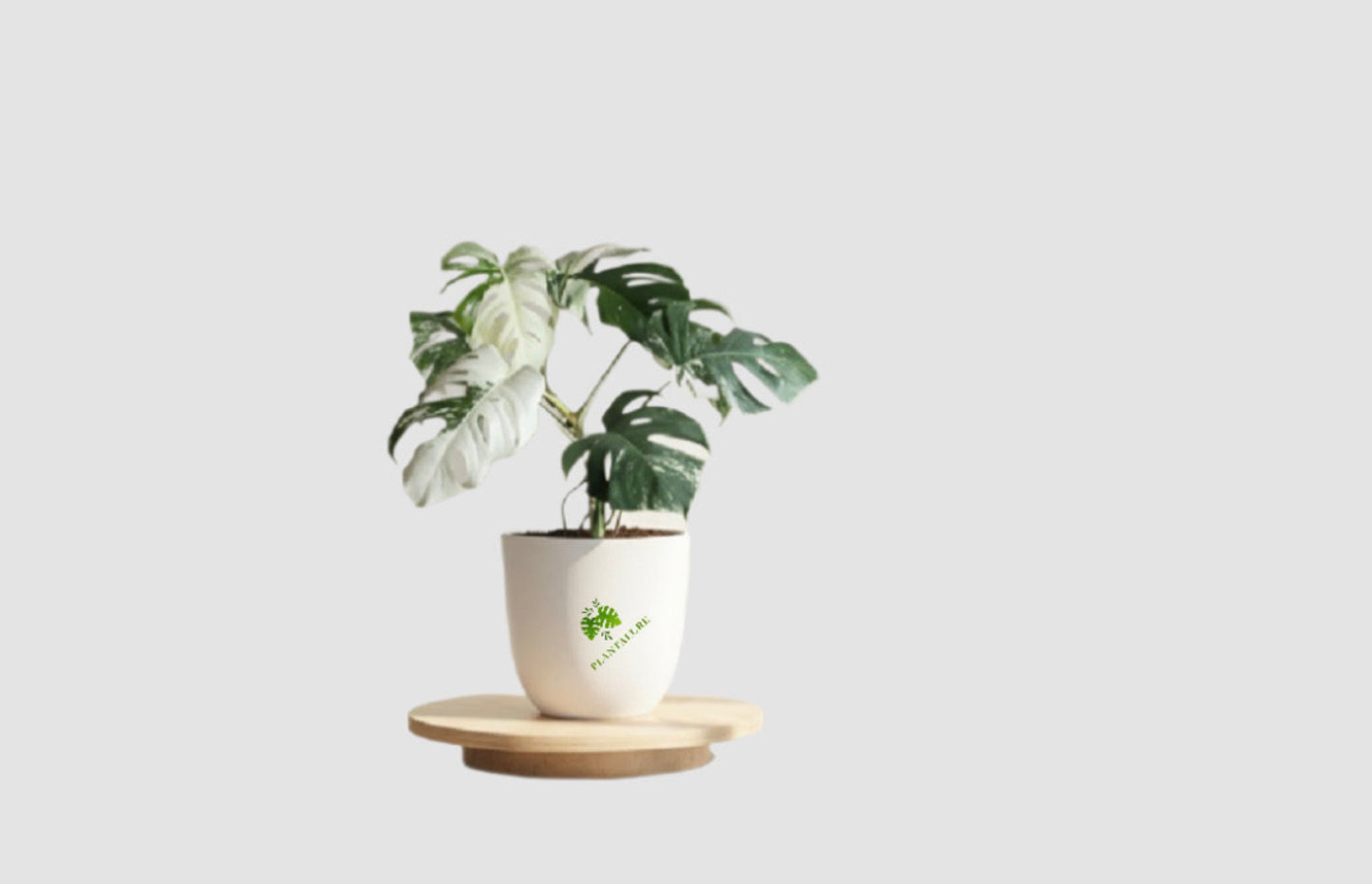 Monstera Deliciosa ‘Albo Variegata’