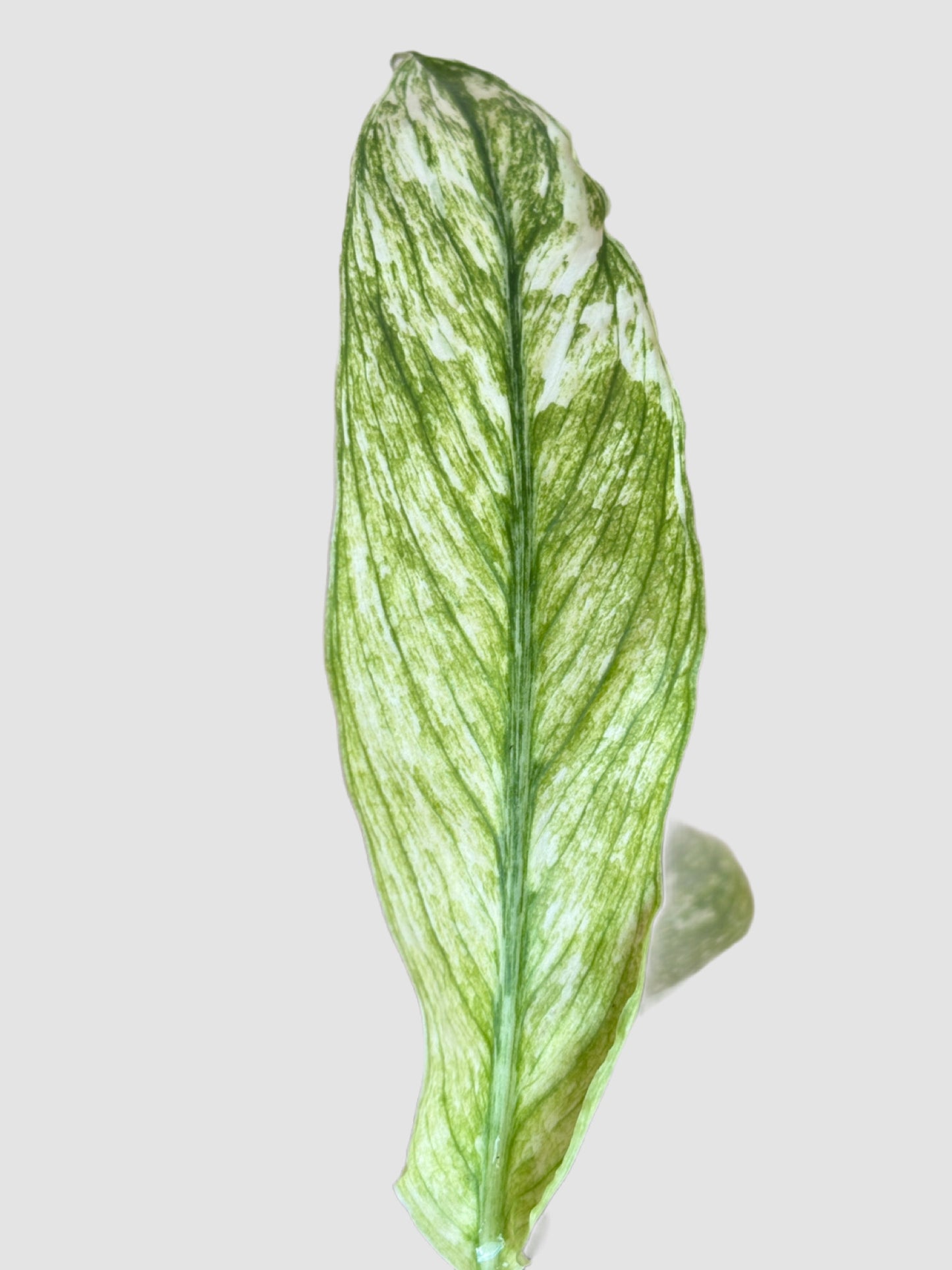 Peace Lily Sensation Variegata (Spathiphyllum 'Sensation Variegata') – Rare Giant Variegated Peace Lily