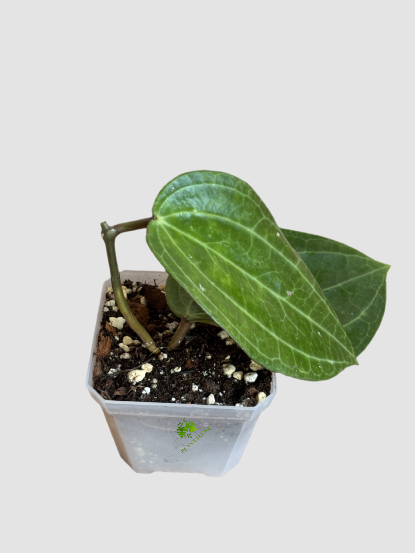 Hoya Sarawak 4"nursery pot – lush foliage with thick, vibrant green leaves, grown in Canada by Plantalure