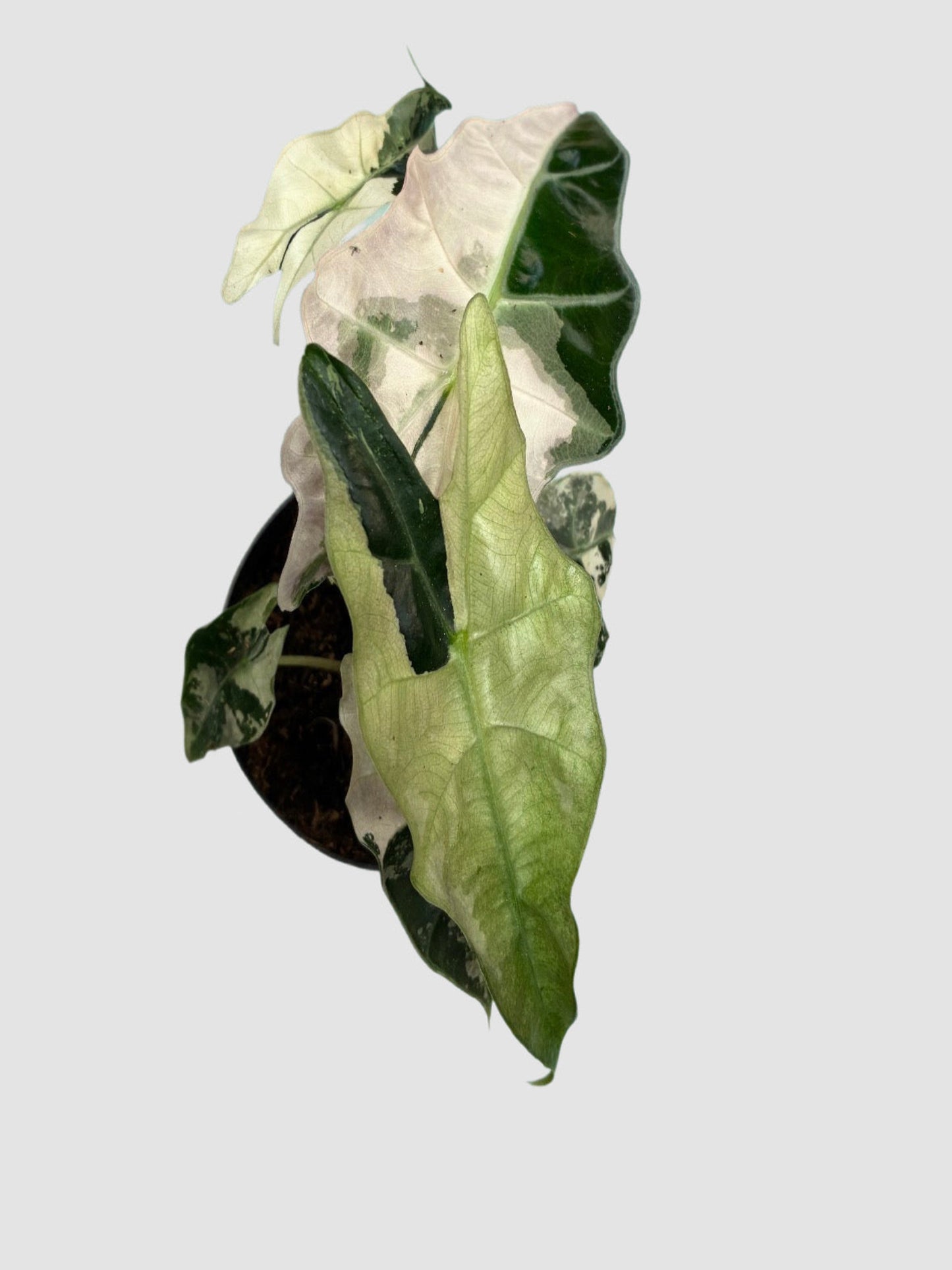 Alocasia Amazonica Polly Pink Variegated Mutant– Rare Collector Plant