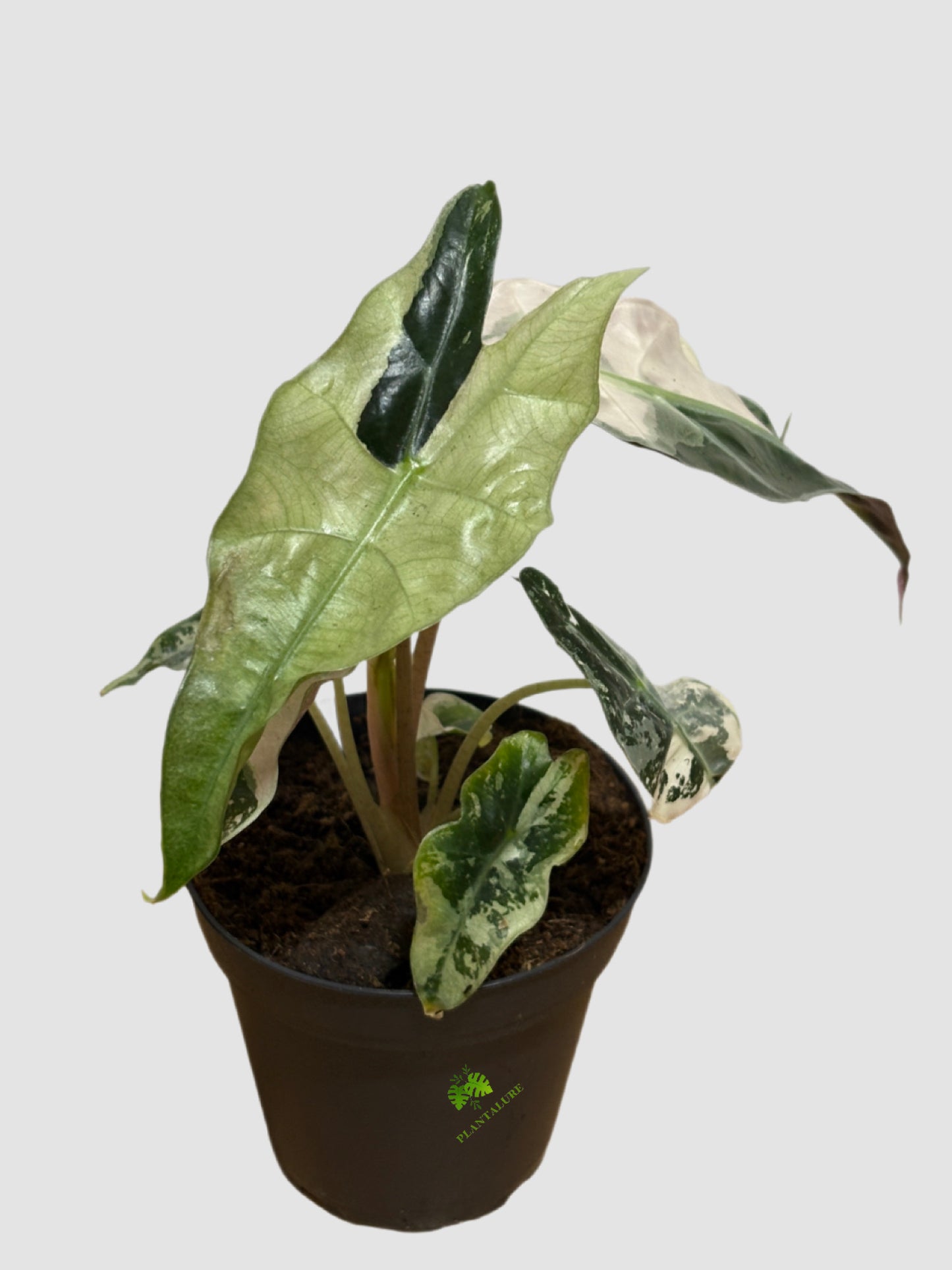 Alocasia Polly Pink Variegated Mutant with pink cream and green foliage, 4" pot, grown in Canada by Plantalure