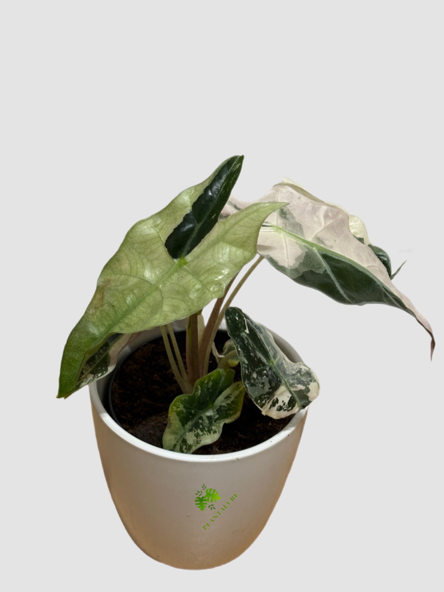 Alocasia Polly Pink Variegated Mutant– Rare Collector Plant