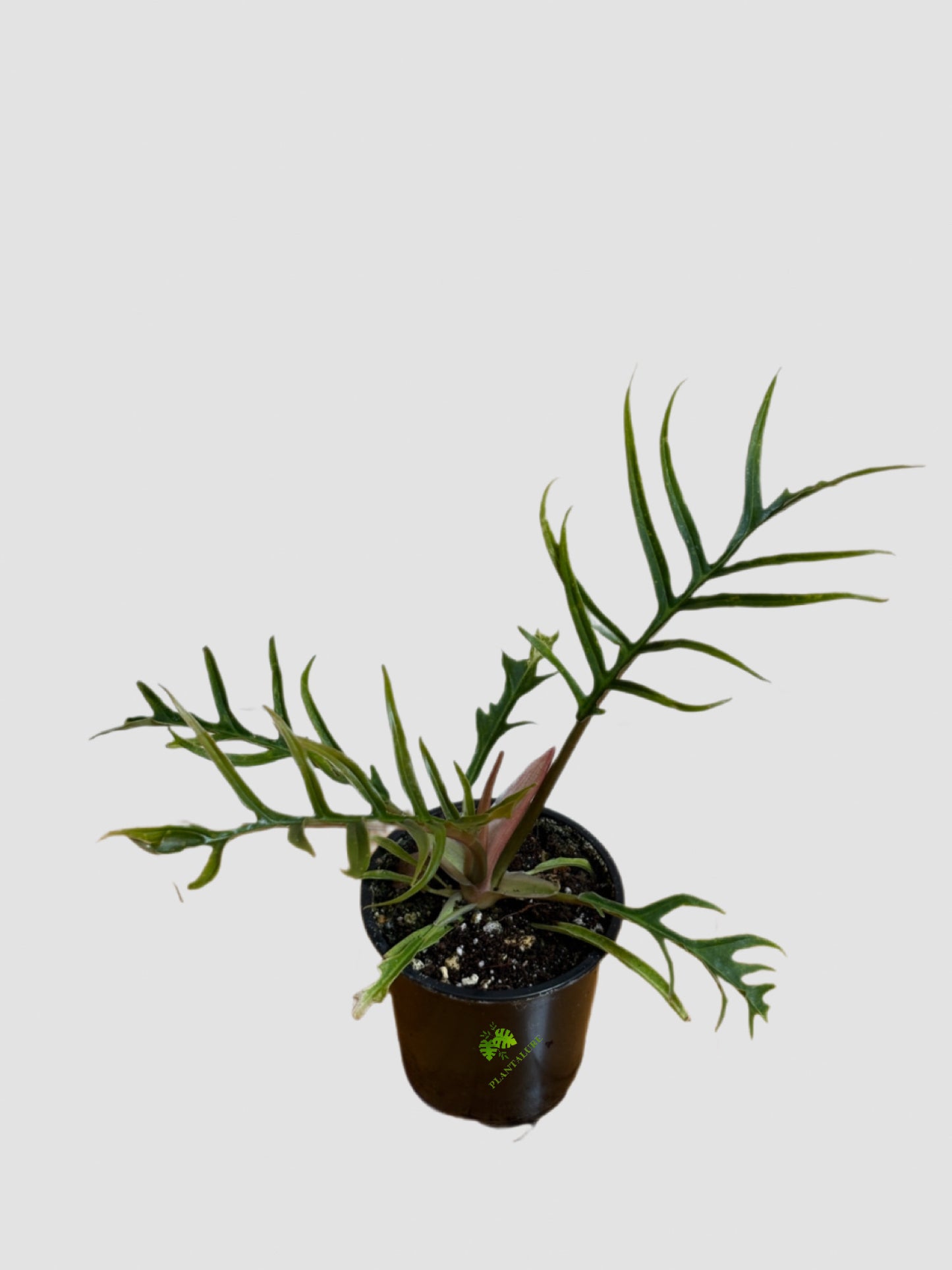 Philodendron Tortum