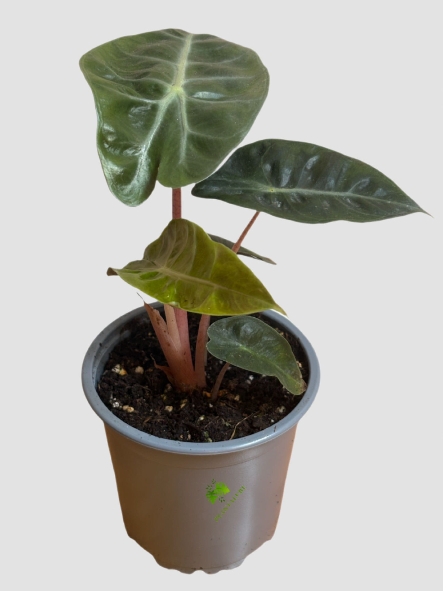 Alocasia Pink Dragon