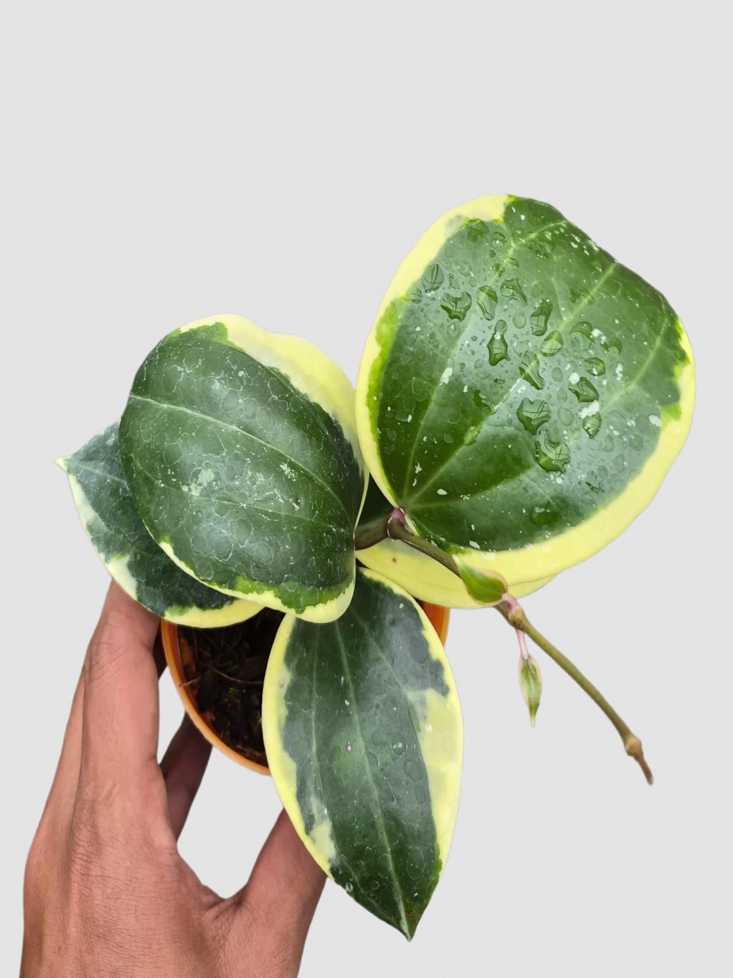 Hoya Latifolia Albomarginata Roundleaf Variegated – close-up of round green leaves with bright yellow-green margins, grown in Canada by Plantalure