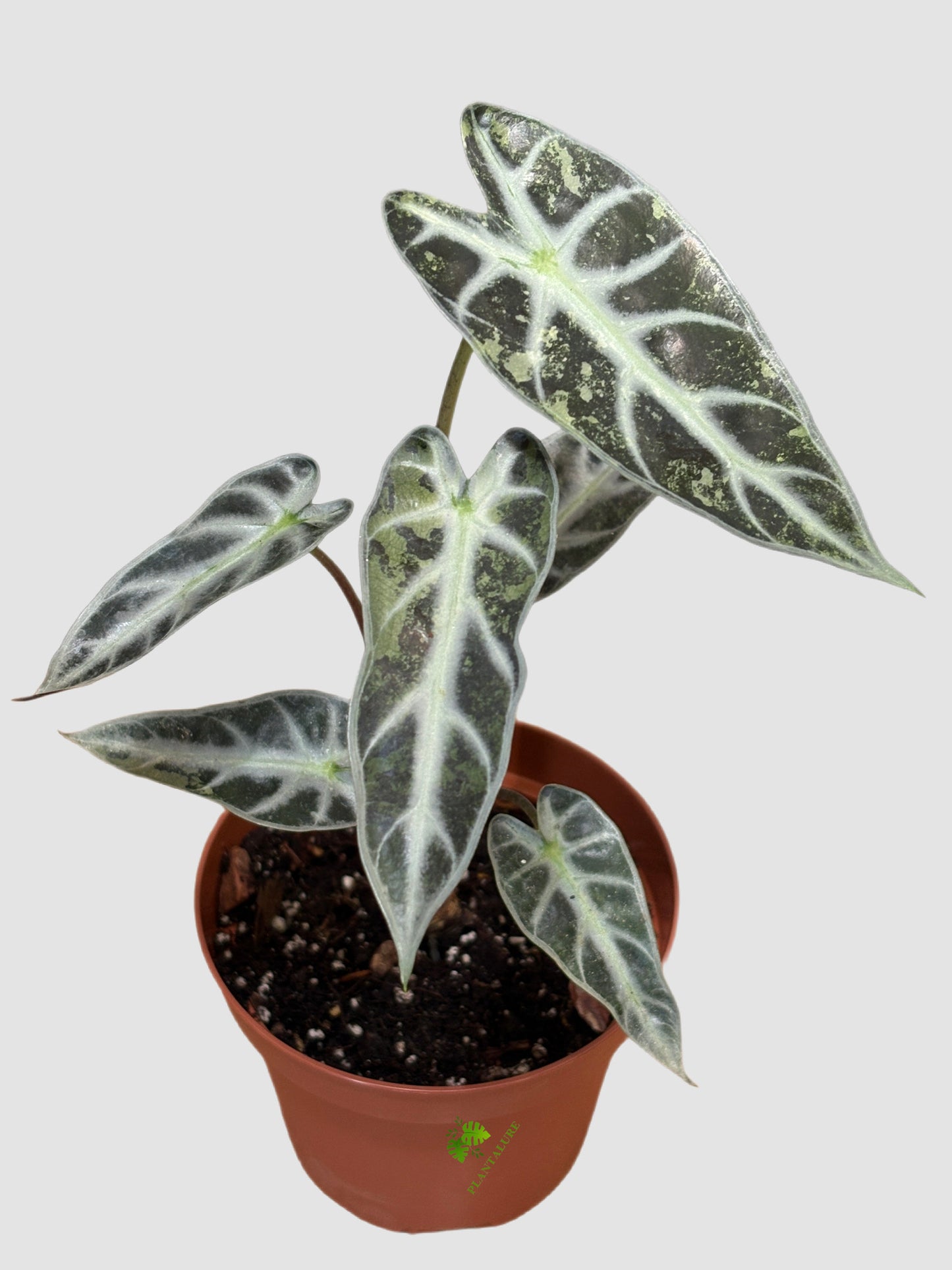 Alocasia Bambino Mutant