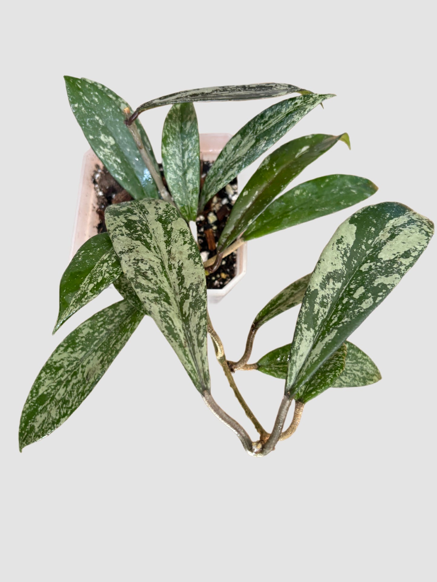 Hoya pubicalyx Silver Splash