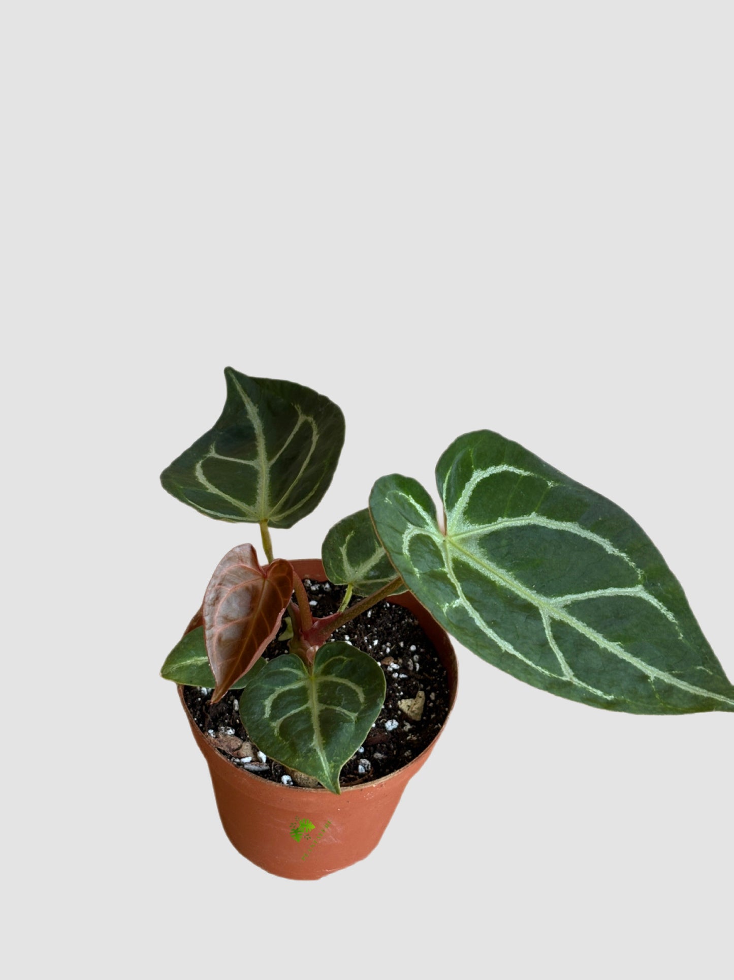 Anthurium Red Crystallinum
