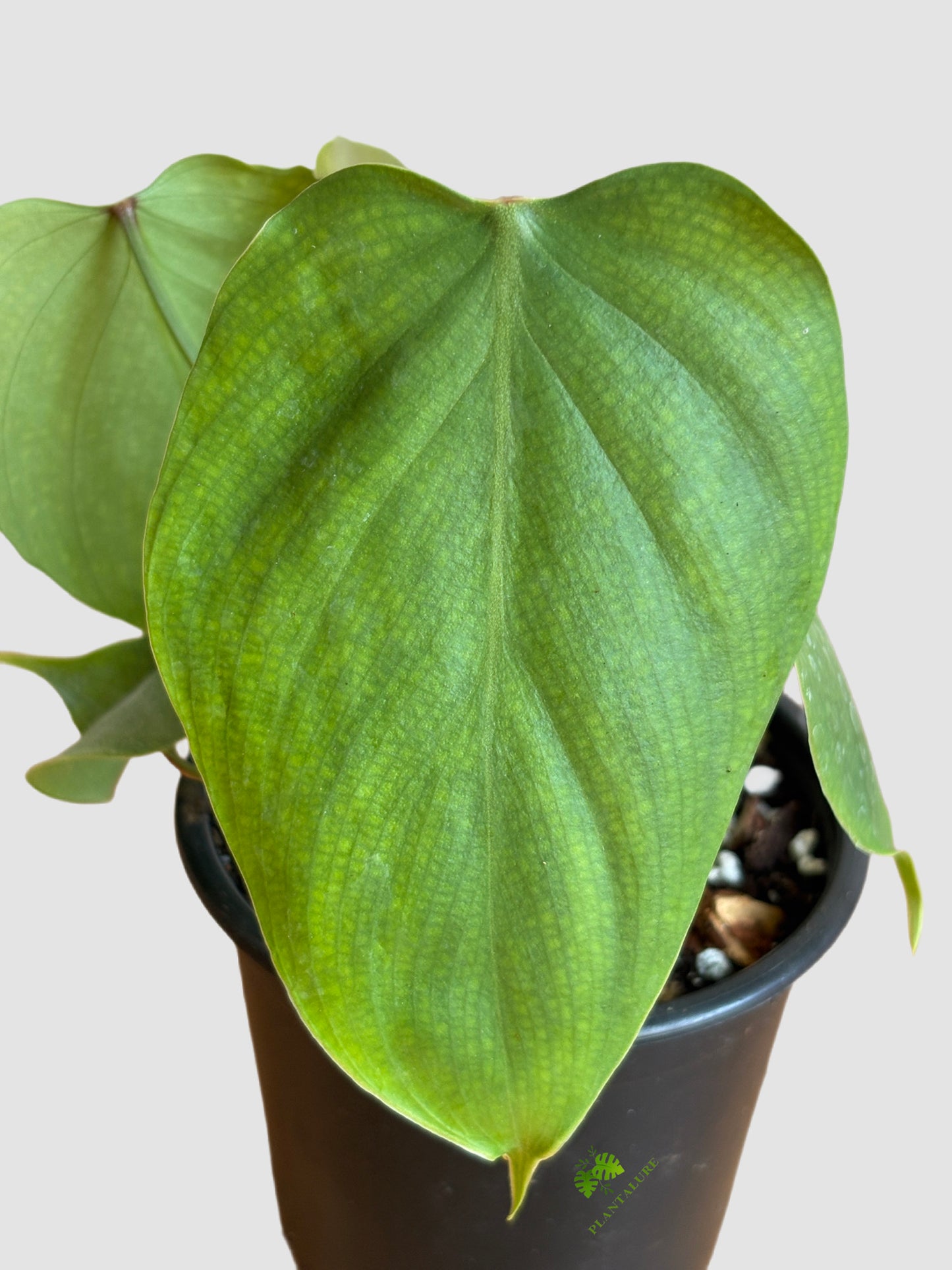 Philodendron Lynamii