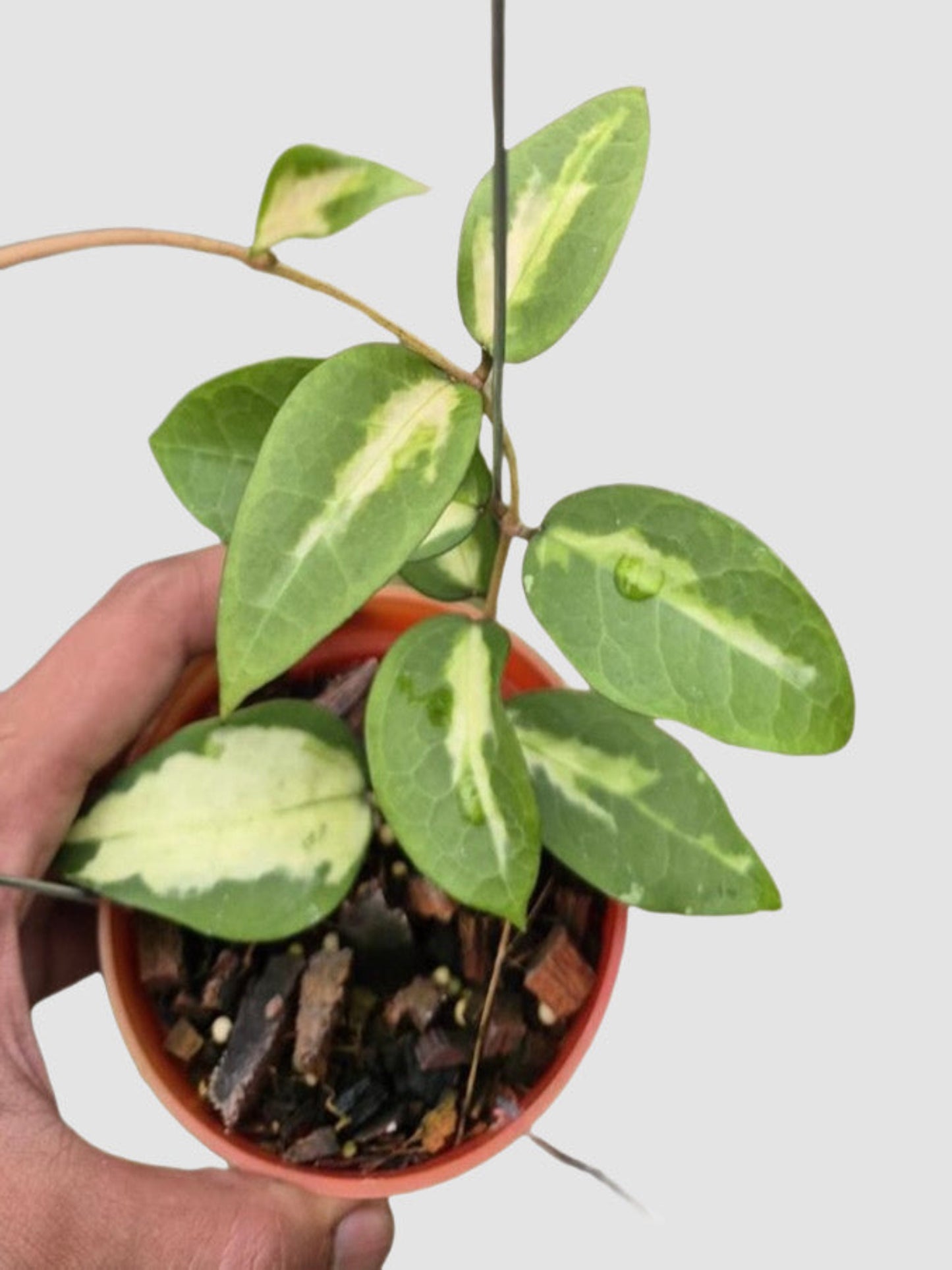 Hoya Verticillata Panglai Inner Variegated – close-up of green and cream inner variegated waxy foliage, grown in Canada by Plantalure