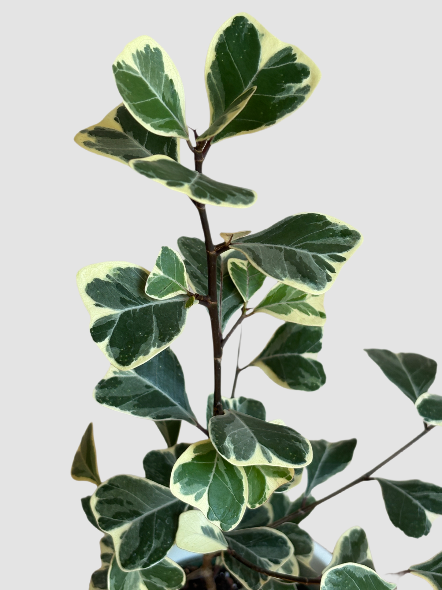 Ficus Triangularis – close-up of glossy triangular leaves and texture, grown in Canada by Plantalure