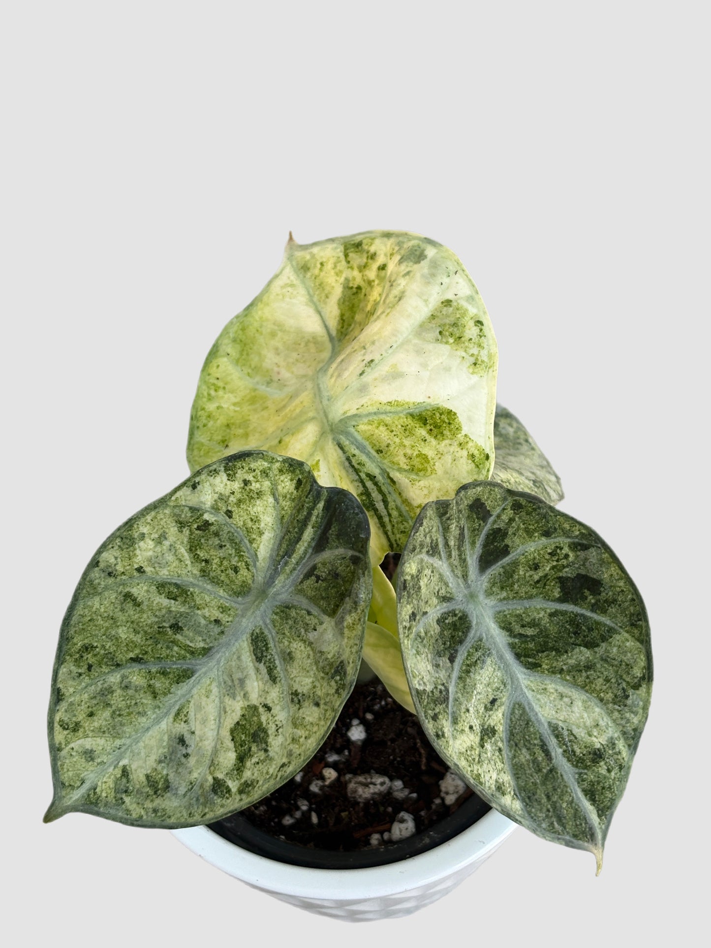 Alocasia Ninja Tricolor close-up – tricolor variegated aroid, splashed green and cream leaf detail, grown in Canada by Plantalure