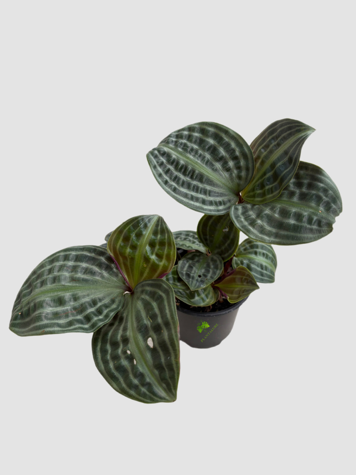 Geogenanthus poeppigii Seersucker 4" Nursery Pot– rare tropical houseplant with quilted dark green glossy leaves, grown in Canada by Plantalure