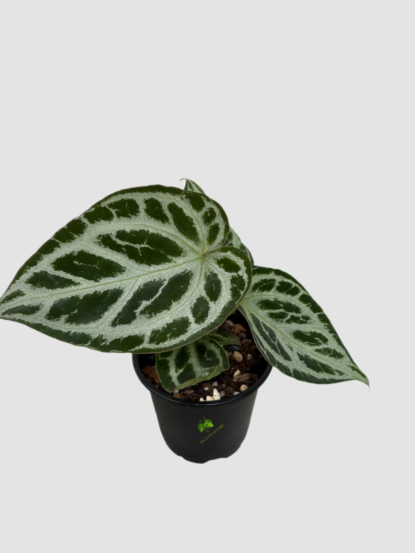 Anthurium Crystallinum Silver Blush 4" pot – dark green leaves with silver blush veining, grown in Canada by Plantalure