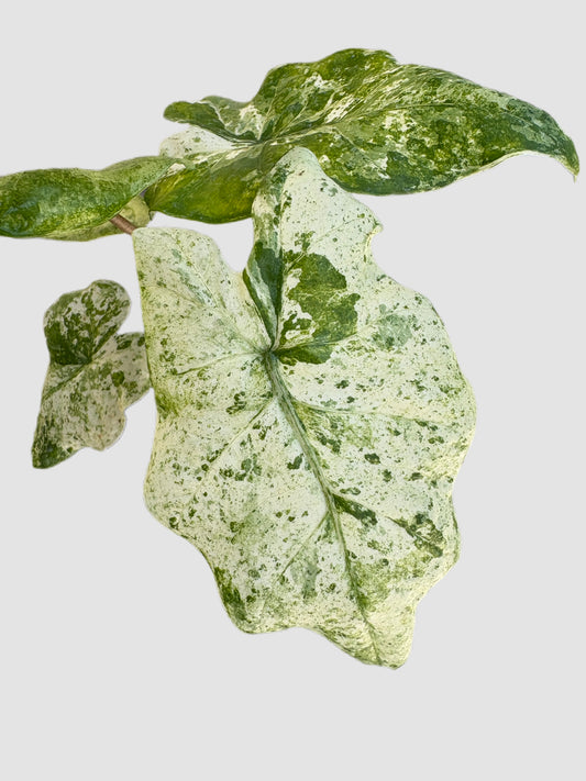 locasia Odora Batik close-up – creamy white and green batik variegation, grown in Canada by Plantalure