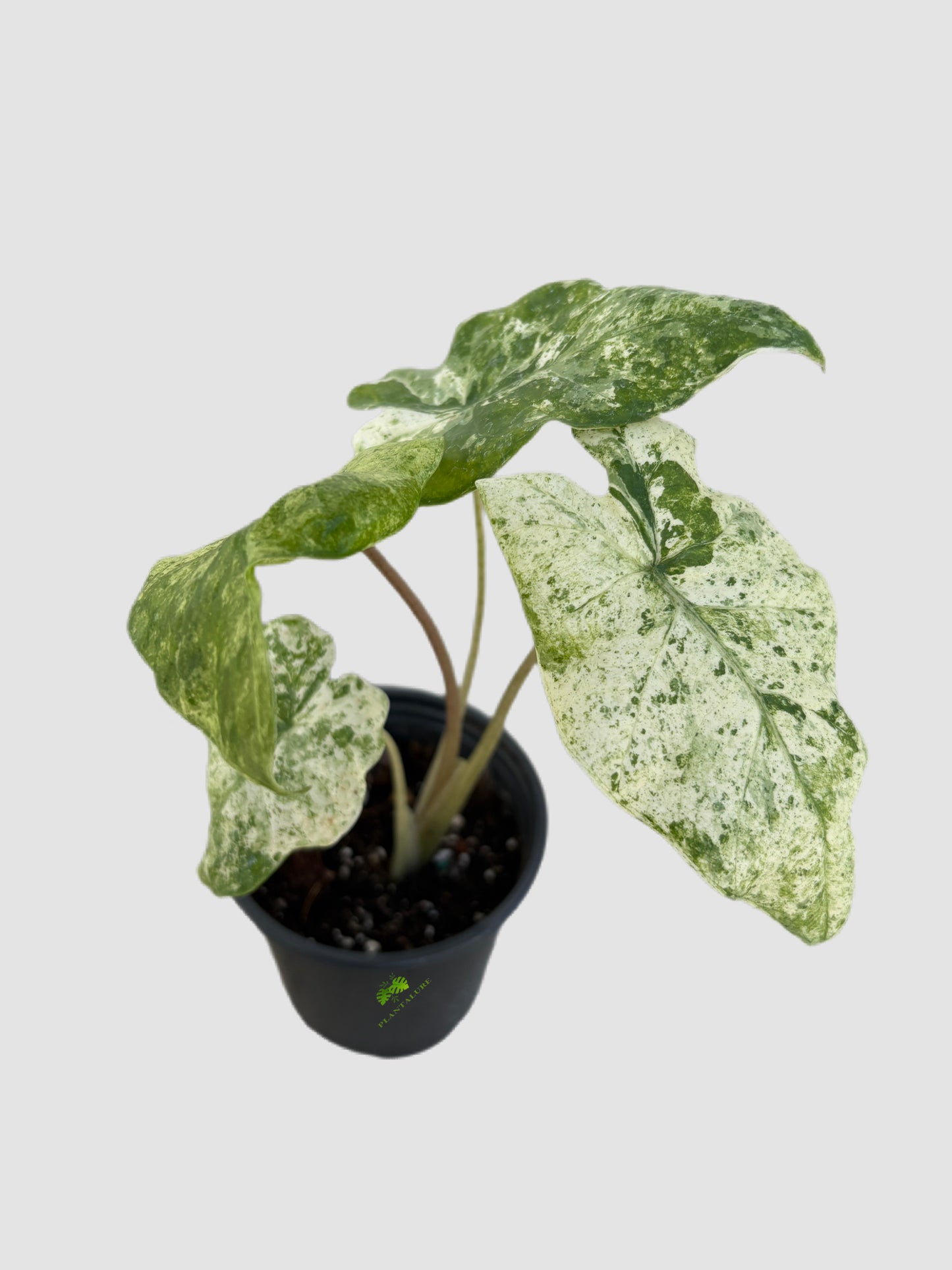 Alocasia Odora Batik