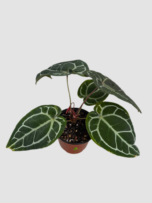 Anthurium Zara Michelle Red Crystallinum 6” nursery pot – dark velvety foliage with bold white veining, grown in Canada by Plantalure
