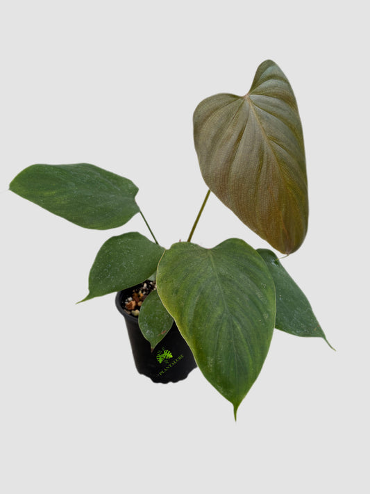 Philodendron Lynamii 4" Nursery pot – broad textured foliage, grown in Canada by Plantalure