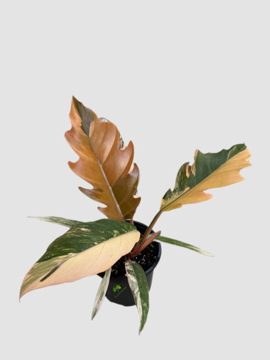 Philodendron Caramel Marble 4" nursery pot – marbled colorful leaves, grown in Canada by Plantalure