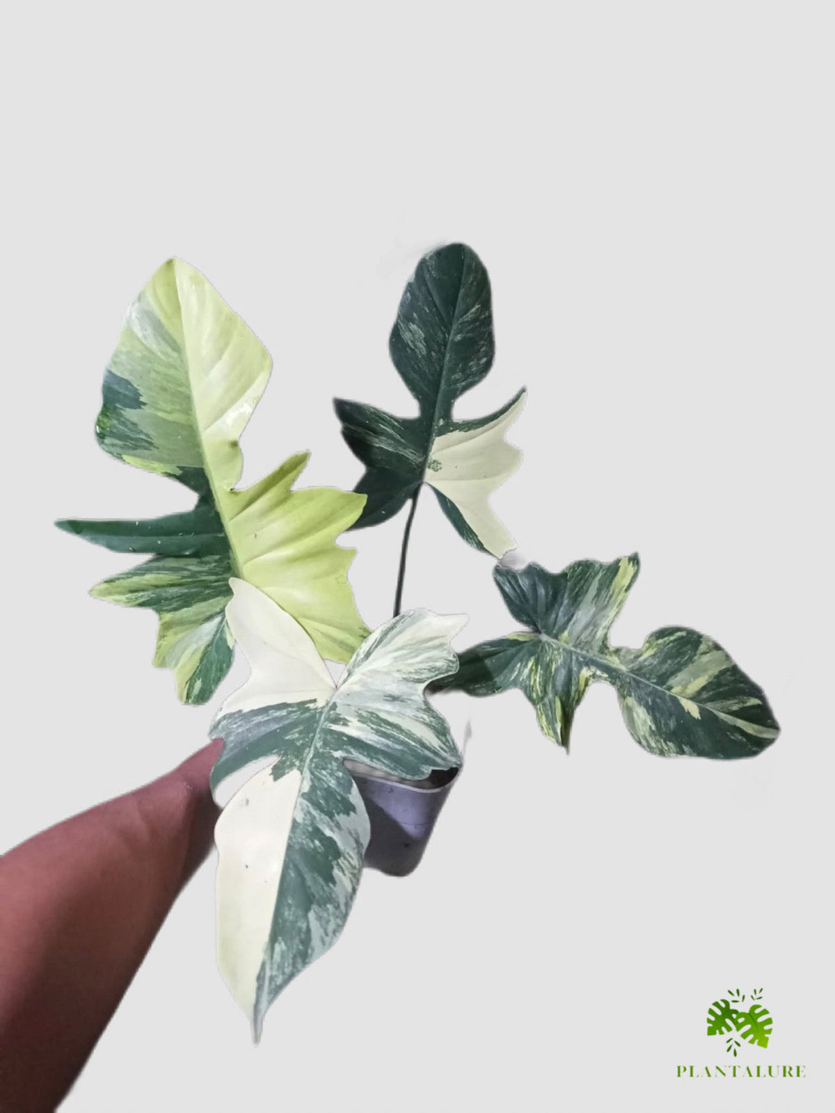 Philodendron Florida Beauty × Mayoi Variegated – lobed leaves with cream and green variegation, grown in Canada by Plantalure