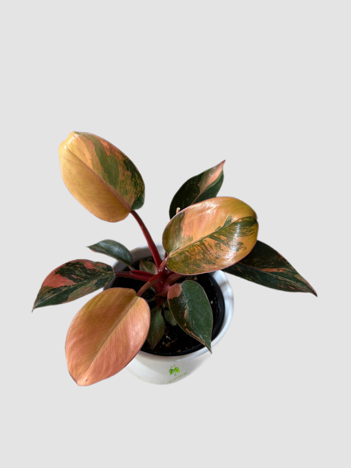 Philodendron Red Congo Variegated in ceramic pot – orange, yellow, and green variegated foliage, grown in Canada by Plantalure