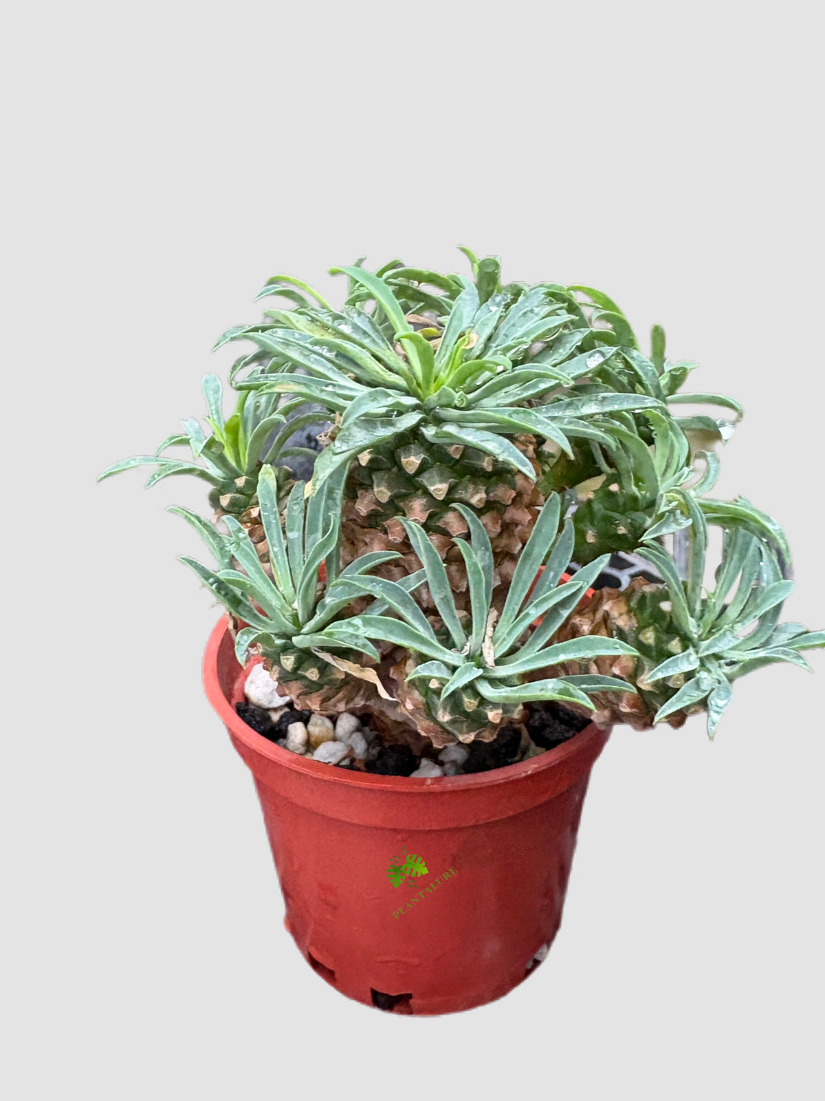 Euphorbia bupleurifolia × susannae in 3.5-inch nursery pot – sculptural pinecone-like caudex, grown in Canada by Plantalure