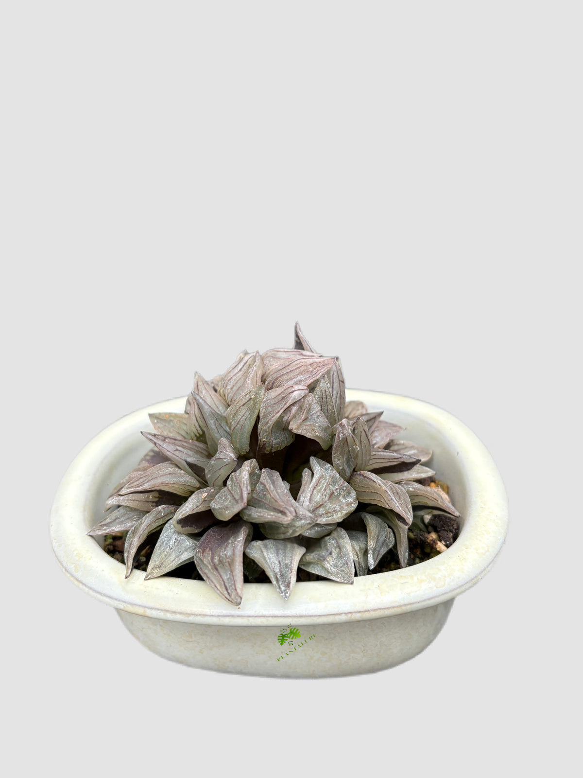 Haworthia Watermelon