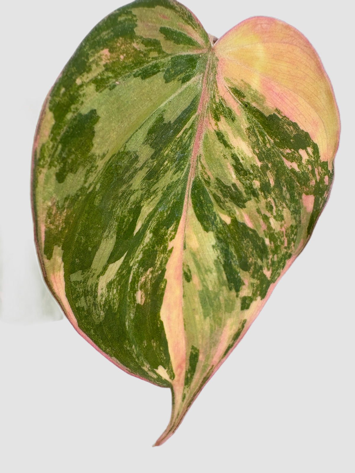Philodendron Pink Micans Variegated close-up – detail of pink variegation, grown in Canada by Plantalure