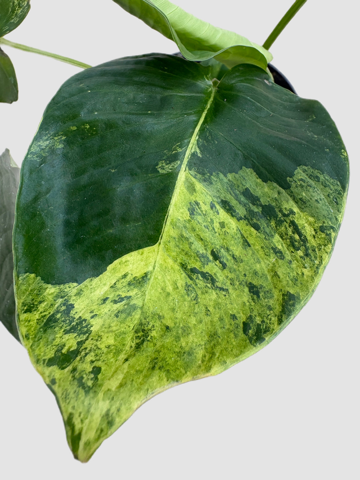 Homalomena sp. Variegated close-up – leaf variegation detail, grown in Canada by Plantalure