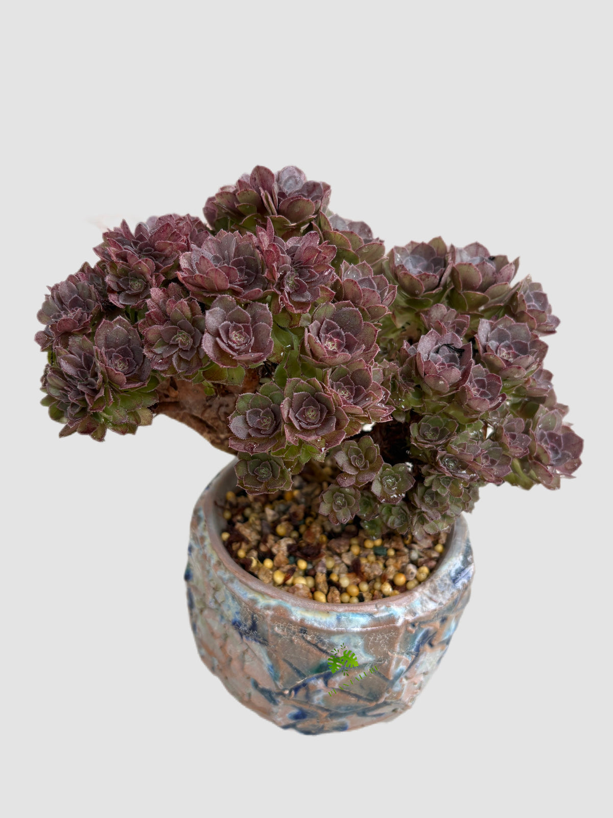 Aeonium Bonsai-like Black Rose
