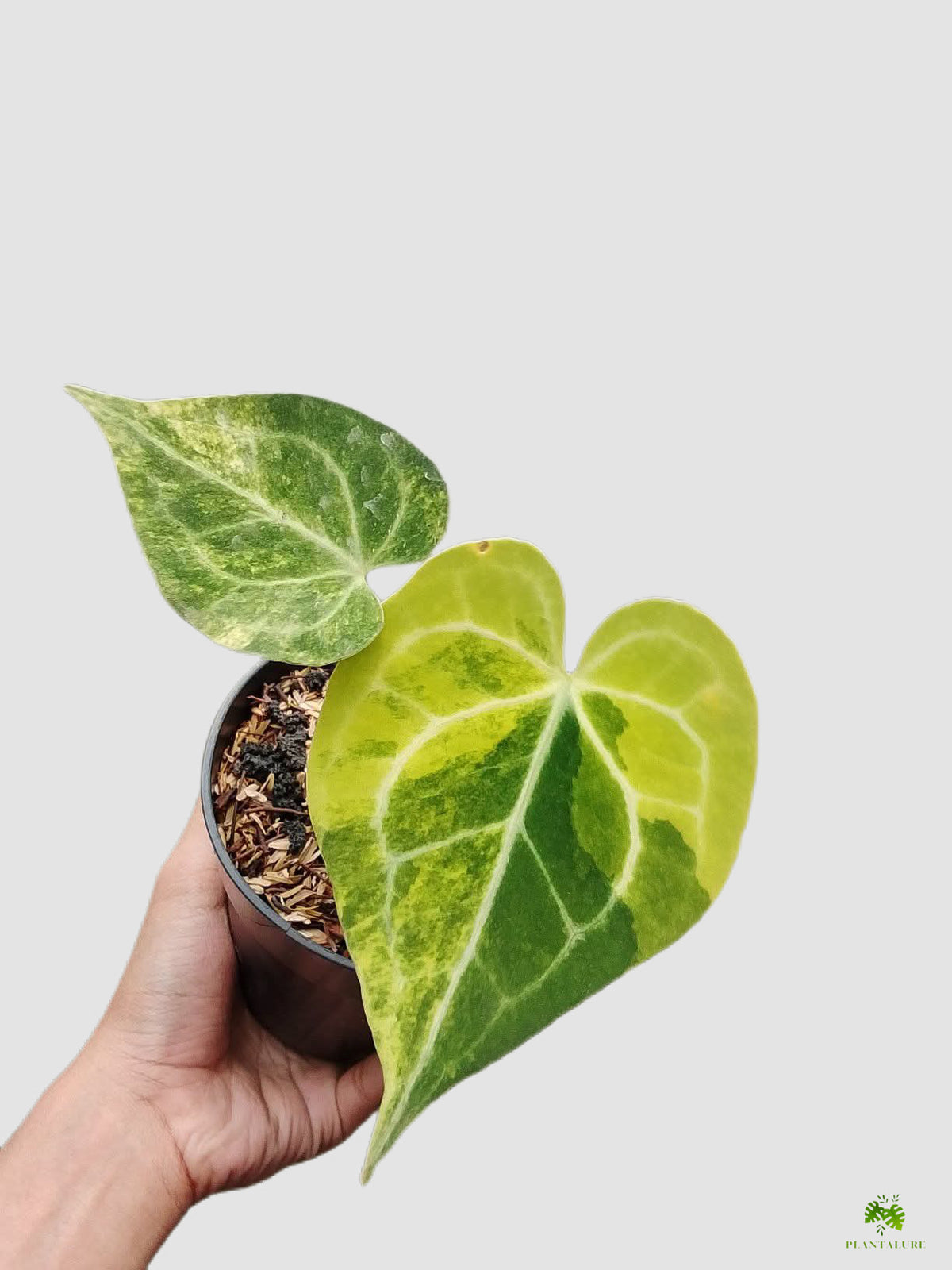 Anthurium Clarinervium Variegated