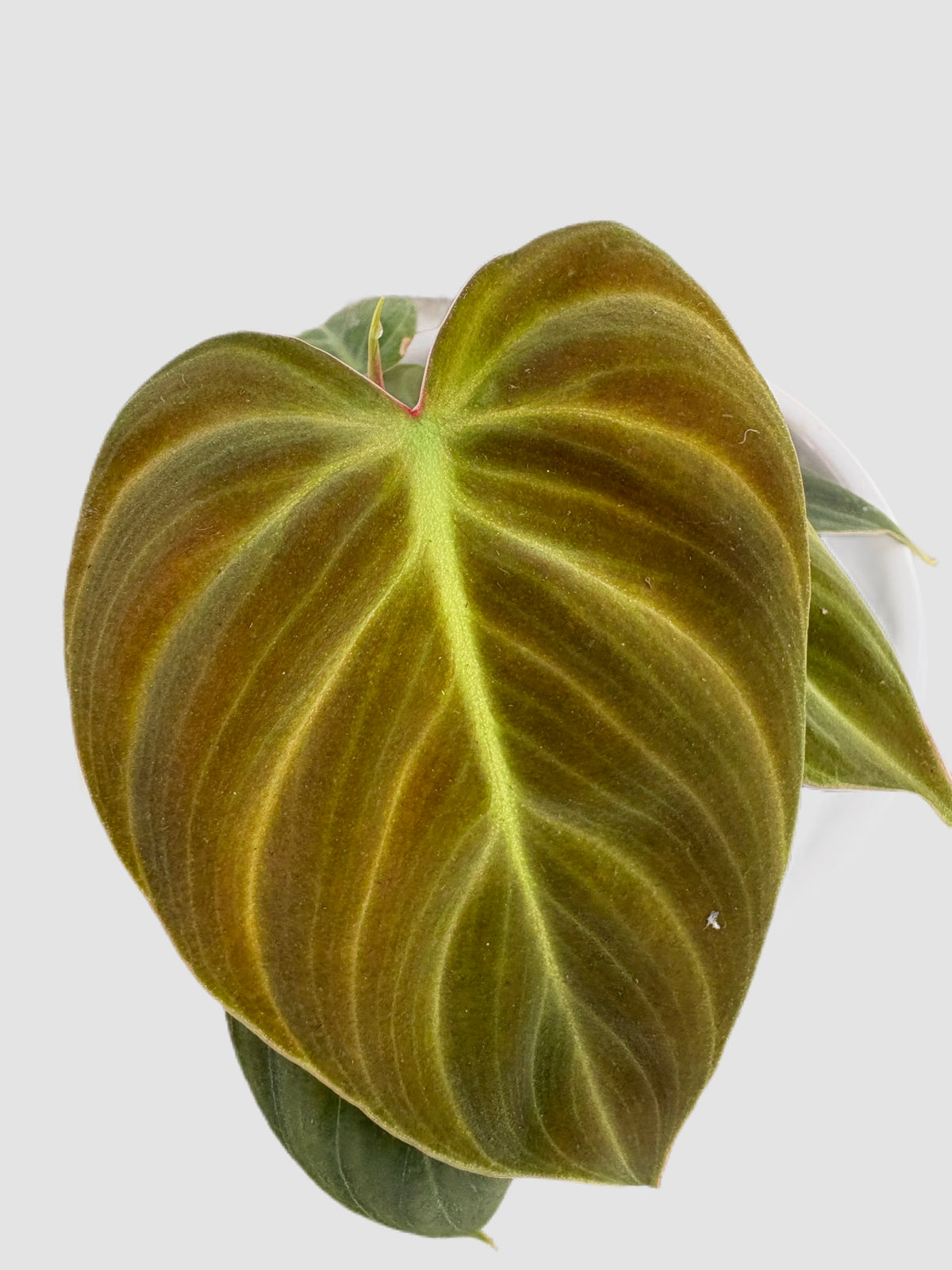 Philodendron El Choco Red