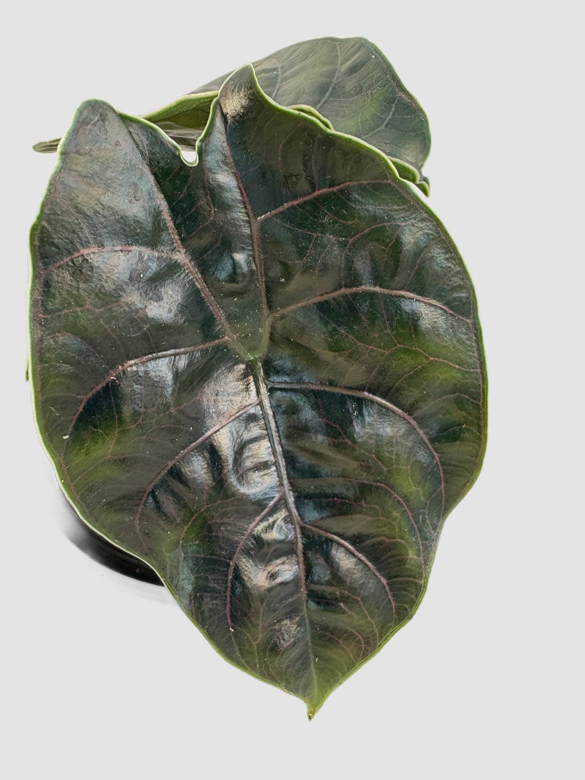 Alocasia Azlanii close-up – glossy leaf with pink-toned veins and lime-green edges, grown in Canada by Plantalure
