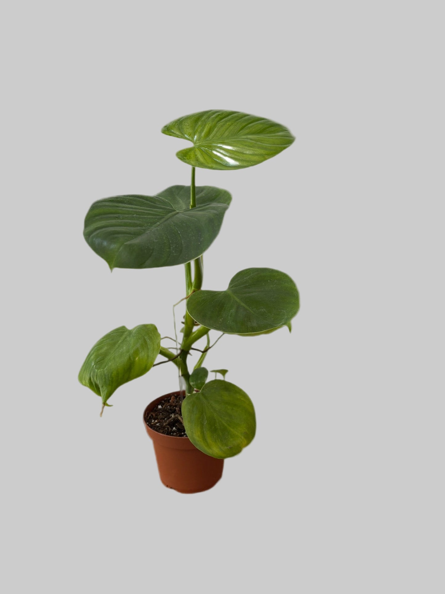 Philodendron Grazielae