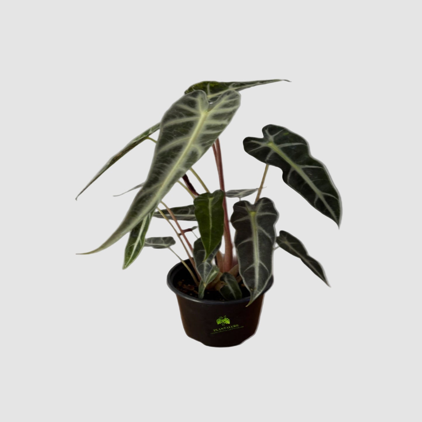 Alocasia Bambino – Dwarf Elephant Ear Indoor Plant