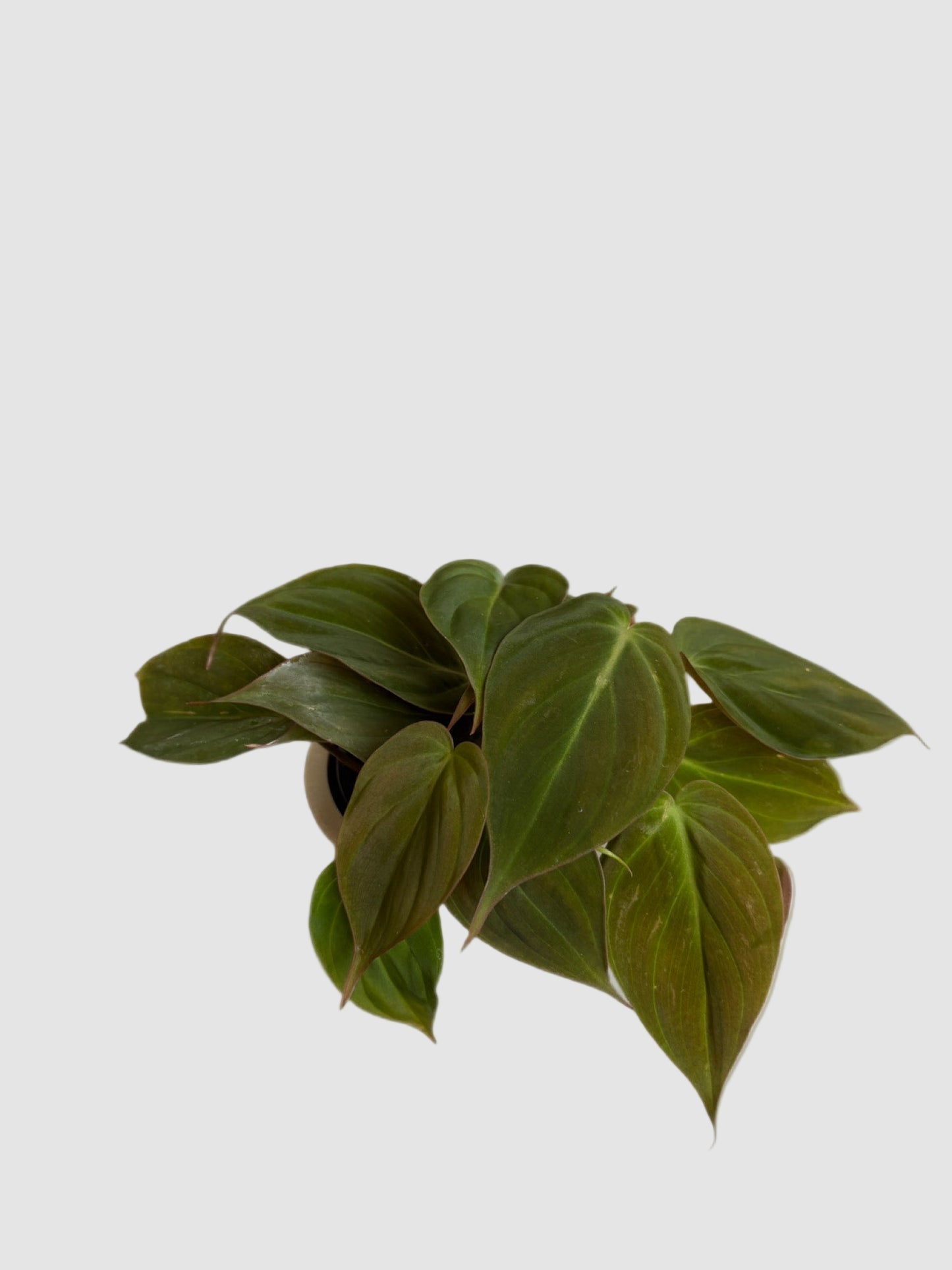 Philodendron Micans