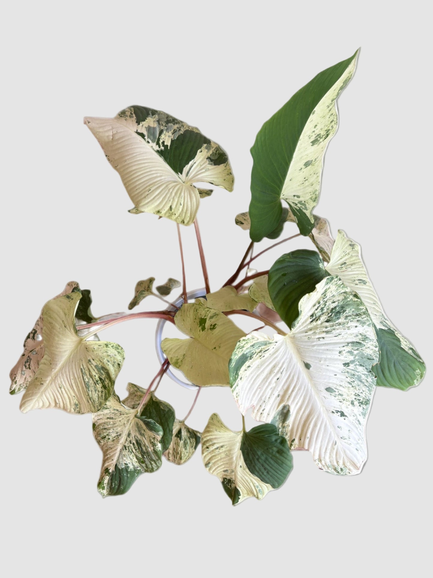 Homalomena variegata