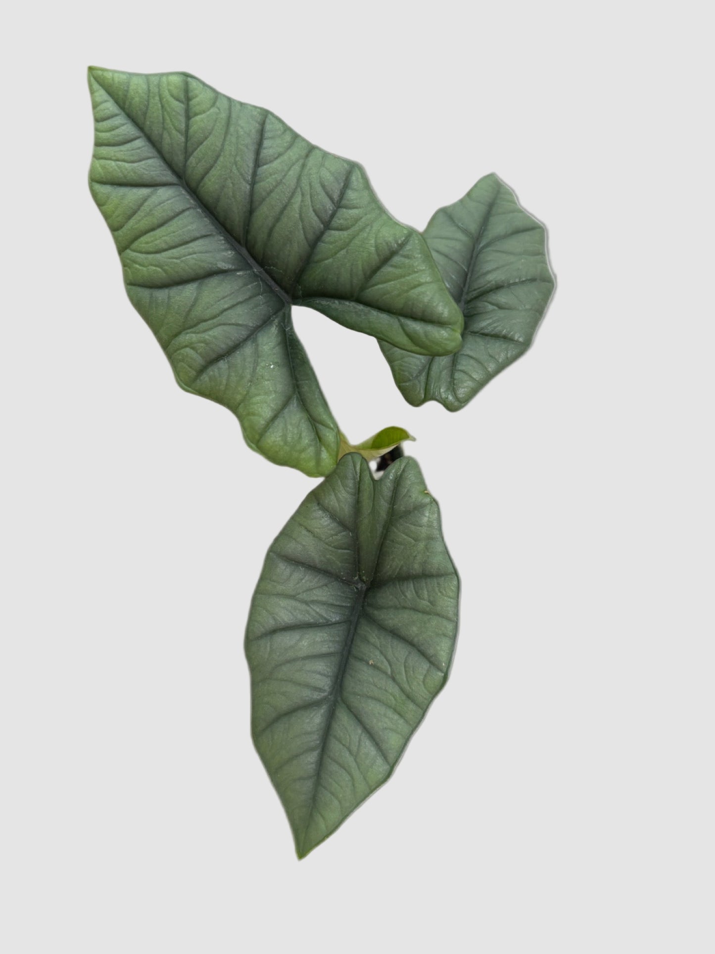 Alocasia Quicksilver – Rare Jewel Alocasia