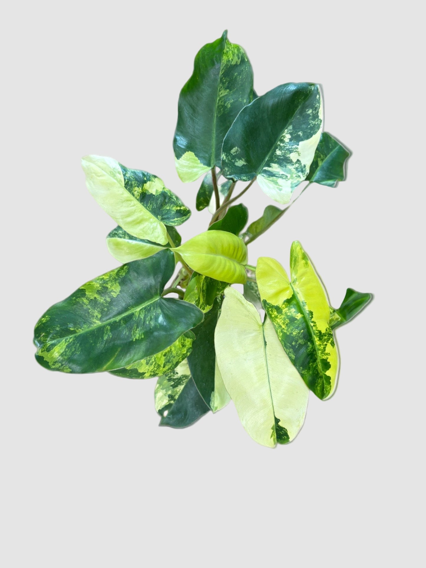 Philodendron Burle Marx