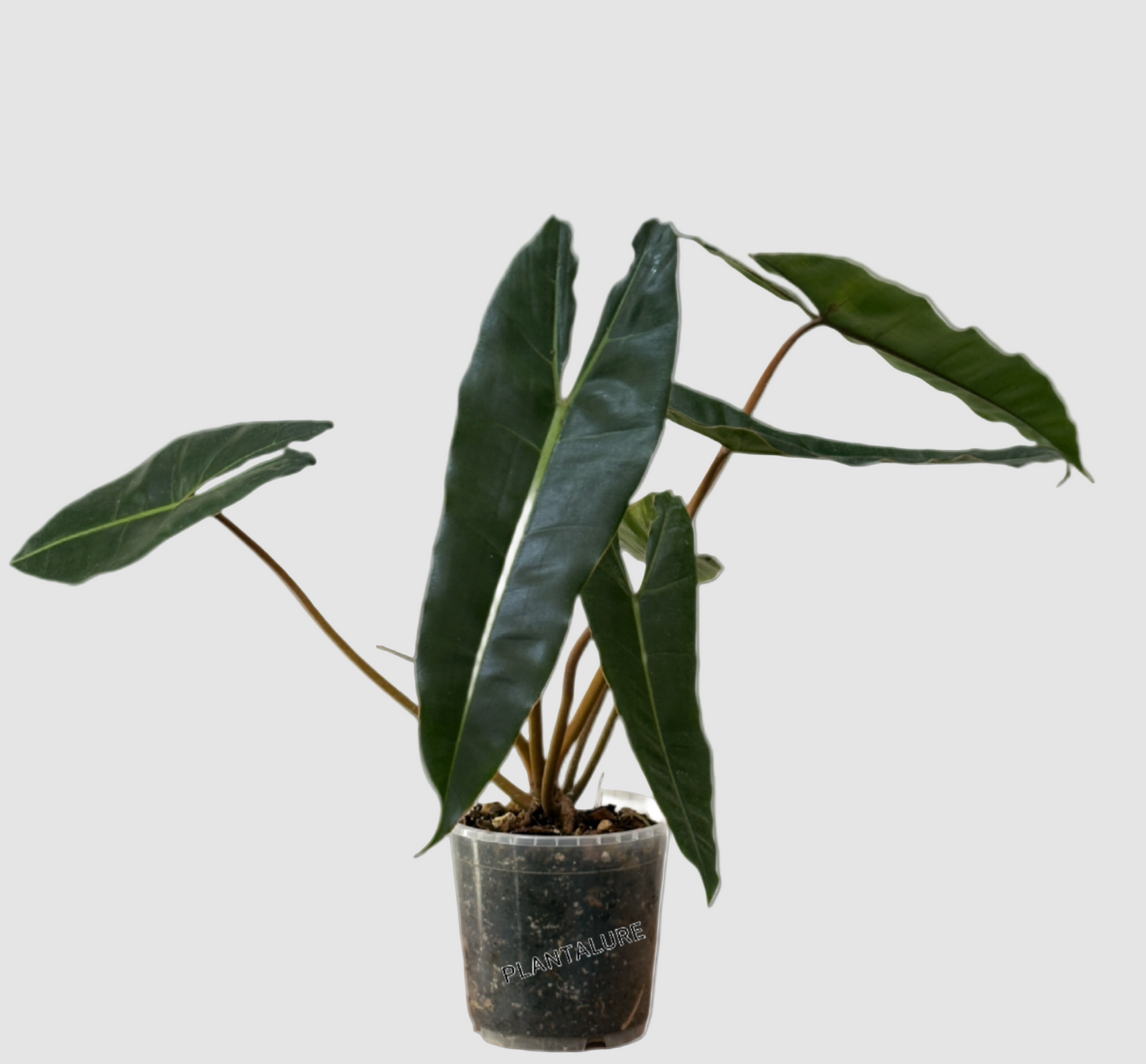 Philodendron Billietiae – Rare Long Leaf Collector Plant