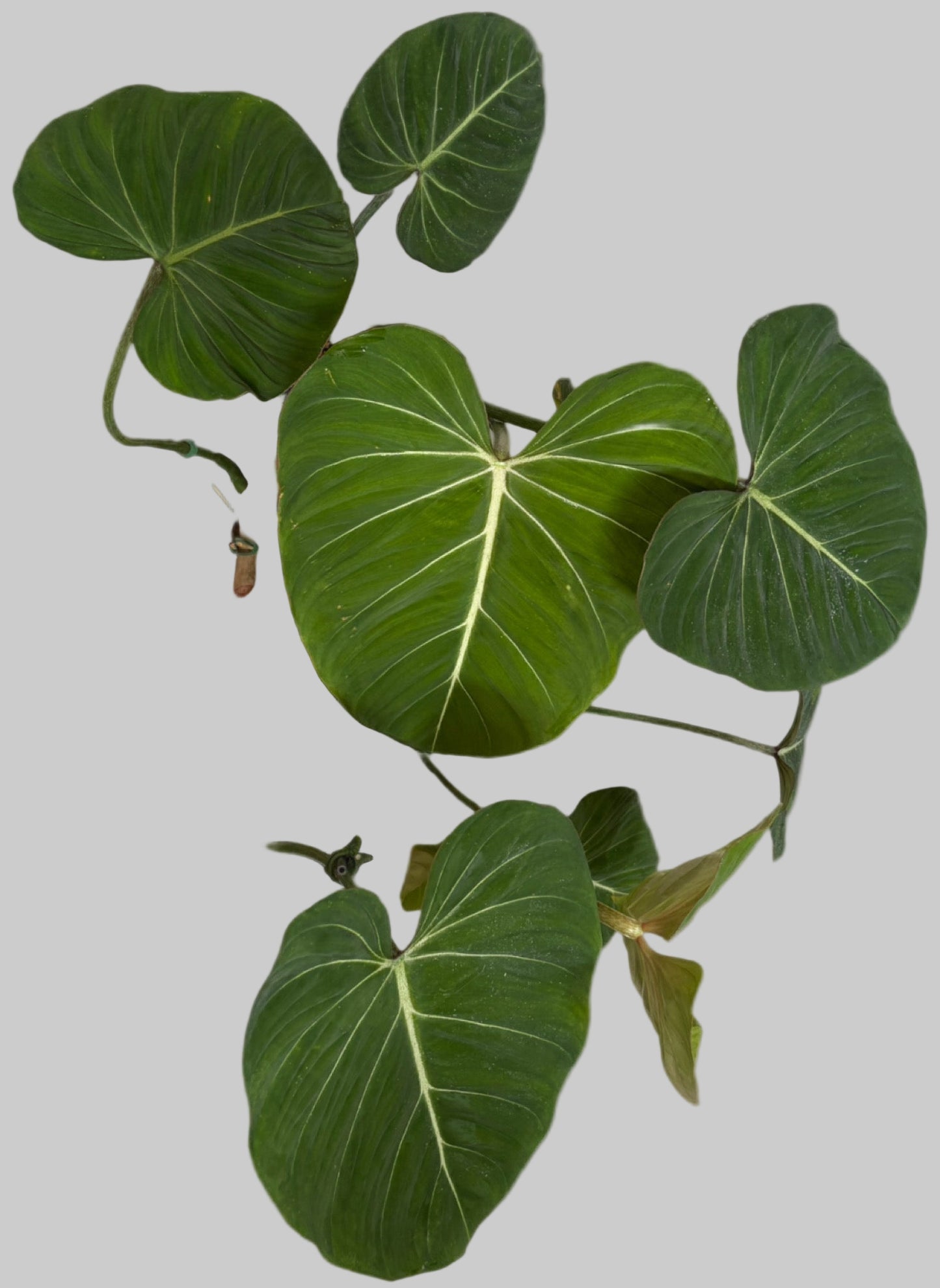 Philodendron Gloriosum