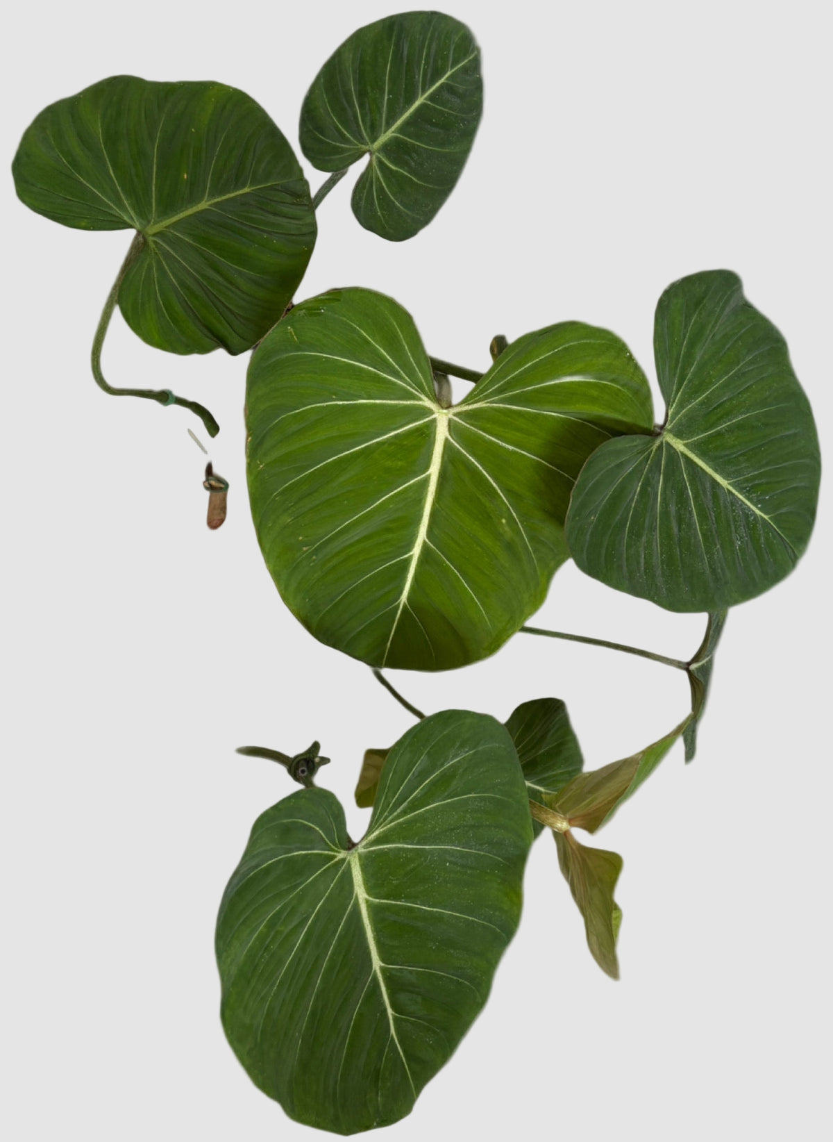 Philodendron Gloriosum – close-up of velvety leaves and white veining, grown in Canada by Plantalure