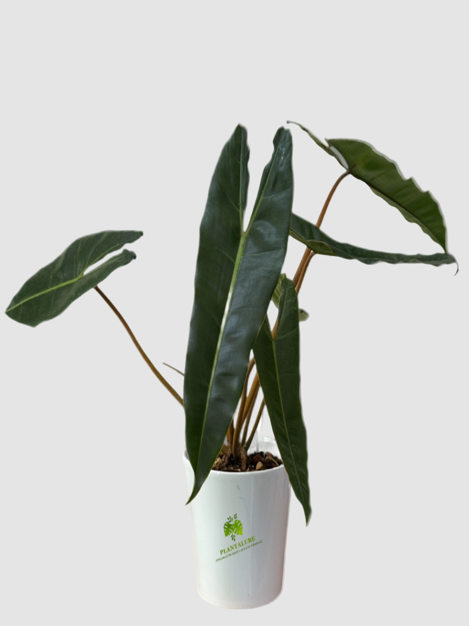 Philodendron Billietiae Canada | Rare Philodendron