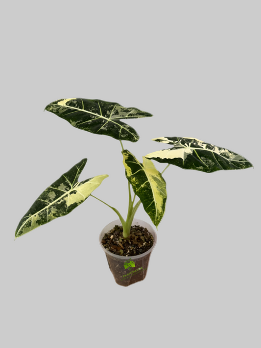 Alocasia Frydek Variegated