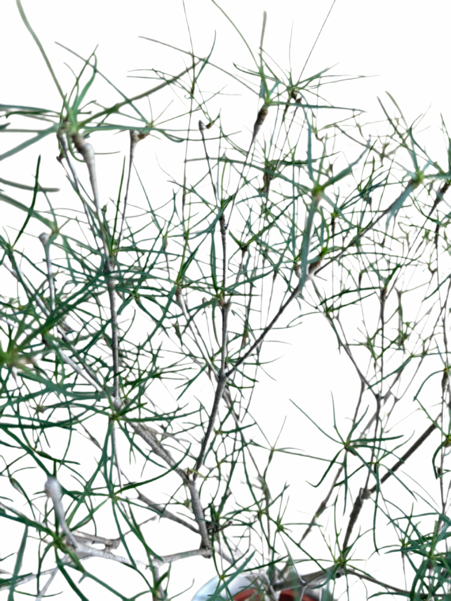 Euphorbia Hedyotoides